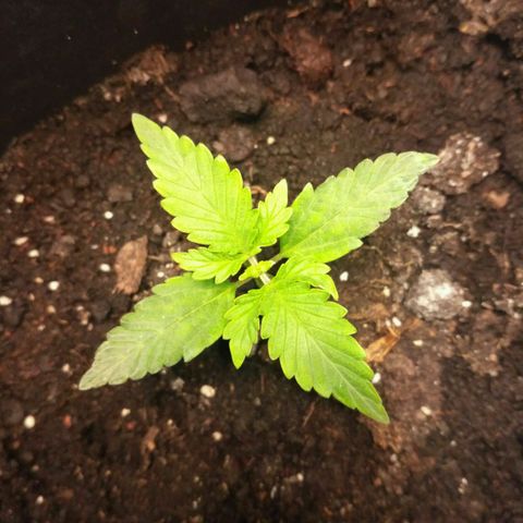 Satori growlog timeline photo