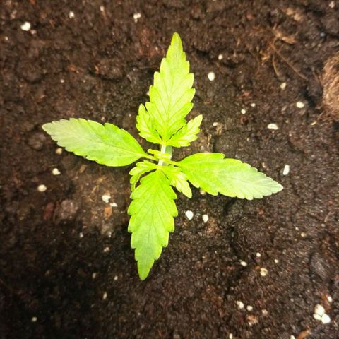 LSD growlog timeline photo