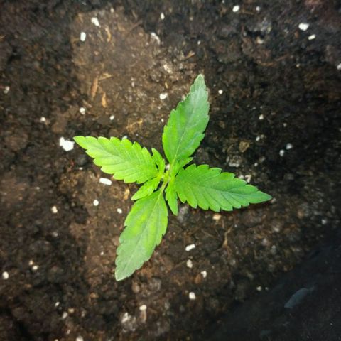 Tutankhamon growlog timeline photo