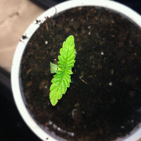 AK 47 Auto growlog timeline photo