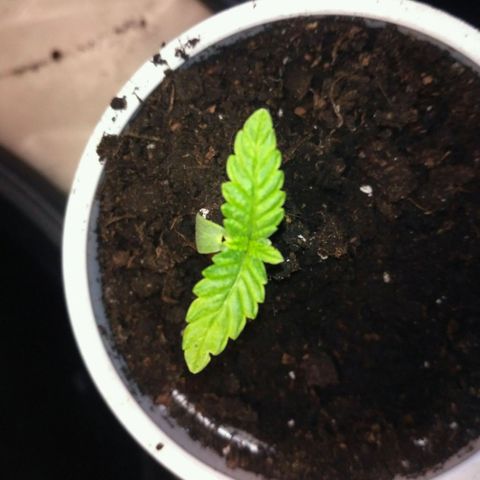 AK 47 Auto growlog timeline photo