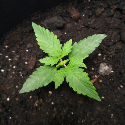 Satori growlog timeline photo