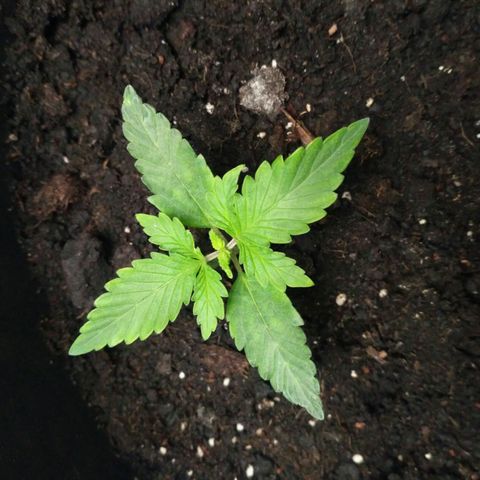 Satori growlog timeline photo