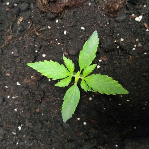LSD growlog timeline photo