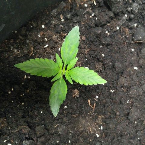 Tutankhamon growlog timeline photo