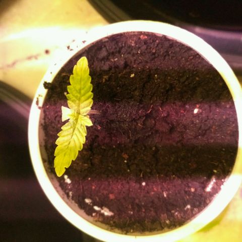 AK 47 Auto growlog timeline photo