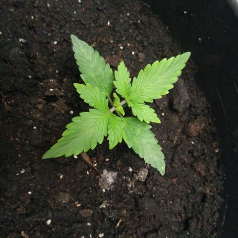 Satori growlog timeline photo
