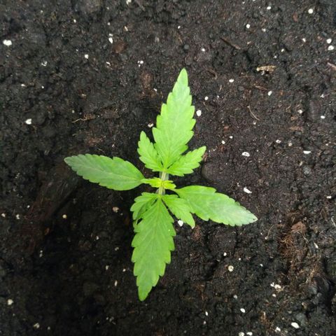 LSD growlog timeline photo