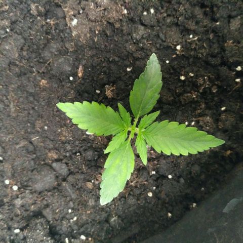 Tutankhamon growlog timeline photo
