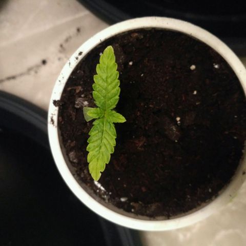 AK 47 Auto growlog timeline photo
