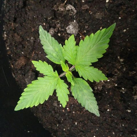 Satori growlog timeline photo