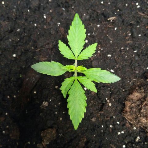 LSD growlog timeline photo