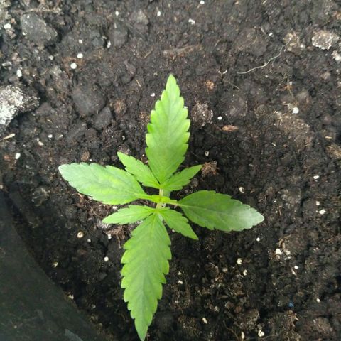 Tutankhamon growlog timeline photo
