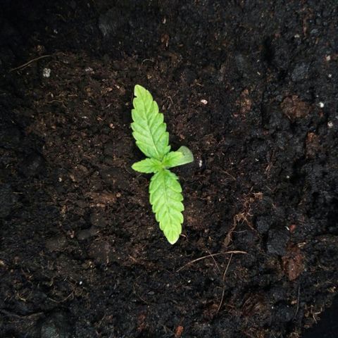 AK 47 Auto growlog timeline photo