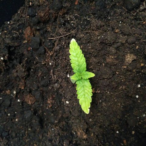 AK 47 Auto growlog timeline photo