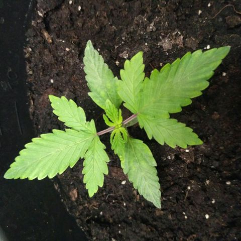 Satori growlog timeline photo