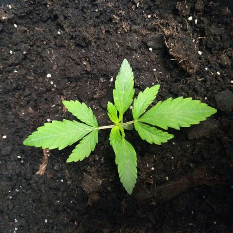 LSD growlog timeline photo
