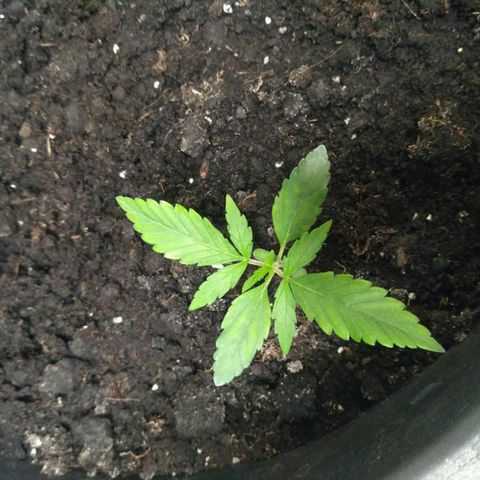 Tutankhamon growlog timeline photo