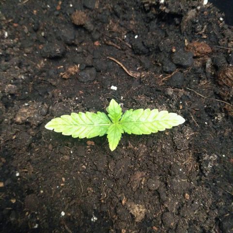 AK 47 Auto growlog timeline photo