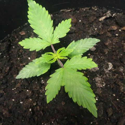 Satori growlog timeline photo