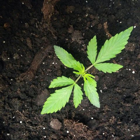 LSD growlog timeline photo