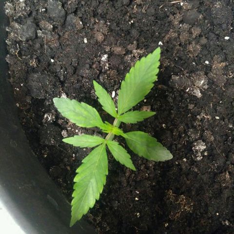 Tutankhamon growlog timeline photo