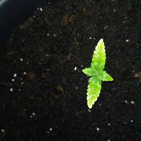 AK 47 Auto growlog timeline photo