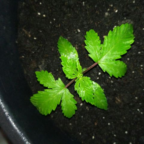 Satori growlog timeline photo