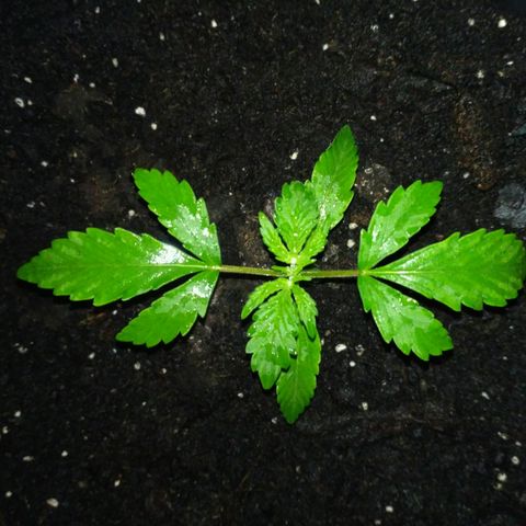 LSD growlog timeline photo