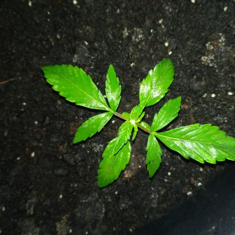 Tutankhamon growlog timeline photo