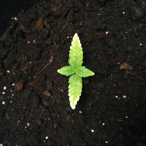 AK 47 Auto growlog timeline photo