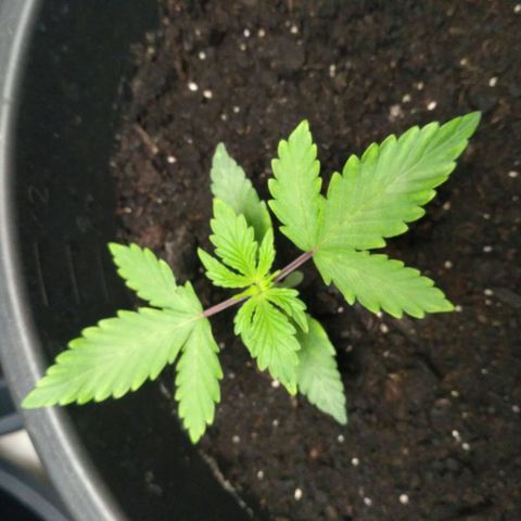 Satori growlog timeline photo