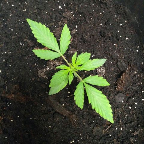 LSD growlog timeline photo