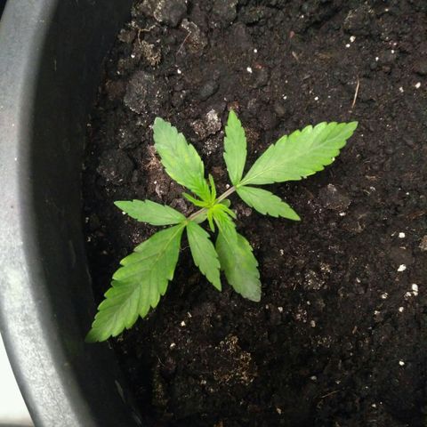 Tutankhamon growlog timeline photo