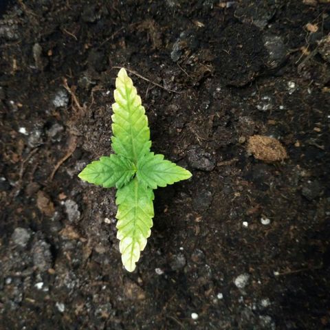 AK 47 Auto growlog timeline photo