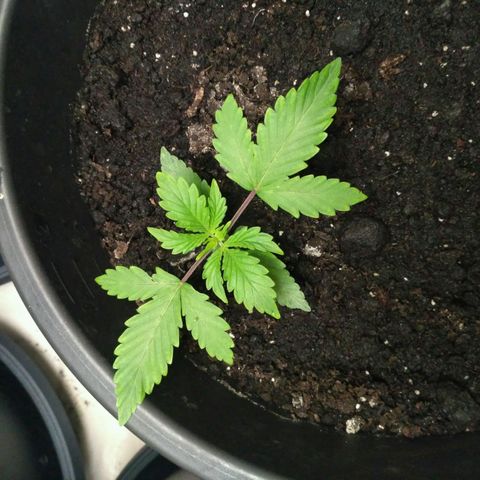 Satori growlog timeline photo