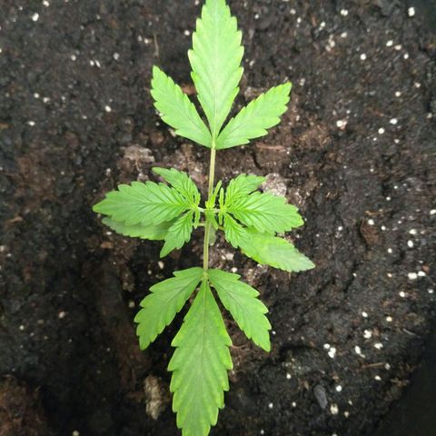 LSD growlog timeline photo