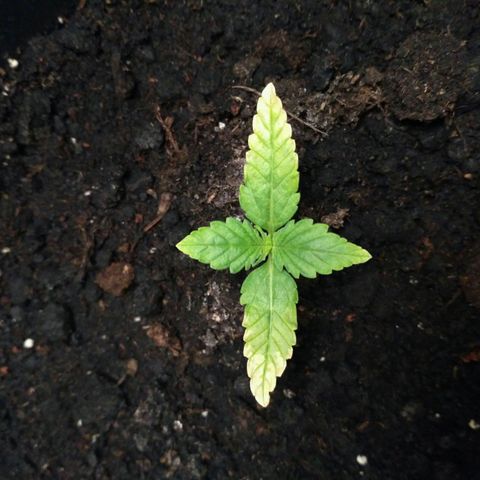 AK 47 Auto growlog timeline photo