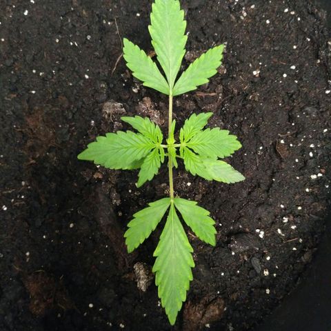 LSD growlog timeline photo