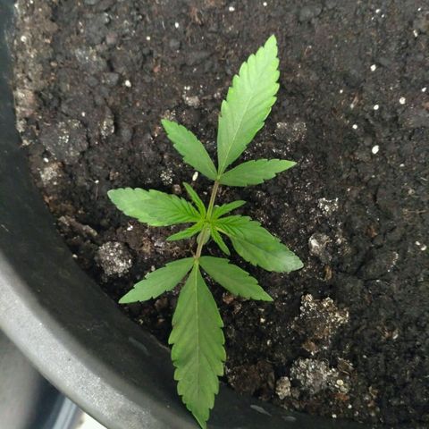 Tutankhamon growlog timeline photo