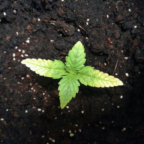 AK 47 Auto growlog timeline photo