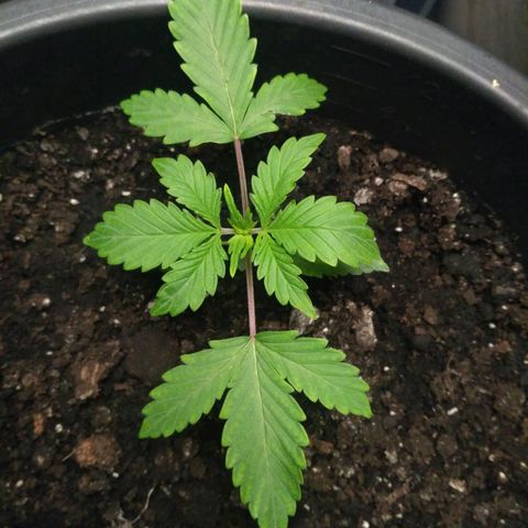 Satori growlog timeline photo