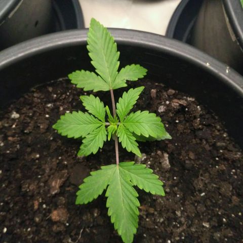 Satori growlog timeline photo