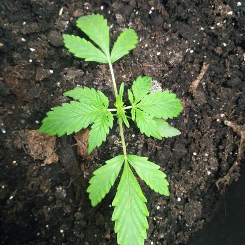LSD growlog timeline photo