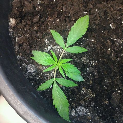 Tutankhamon growlog timeline photo