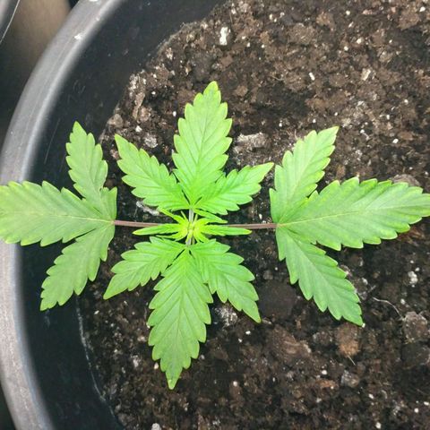 Satori growlog timeline photo