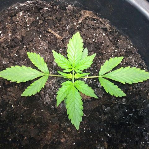 LSD growlog timeline photo