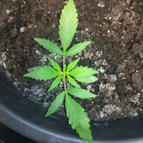 Tutankhamon growlog timeline photo
