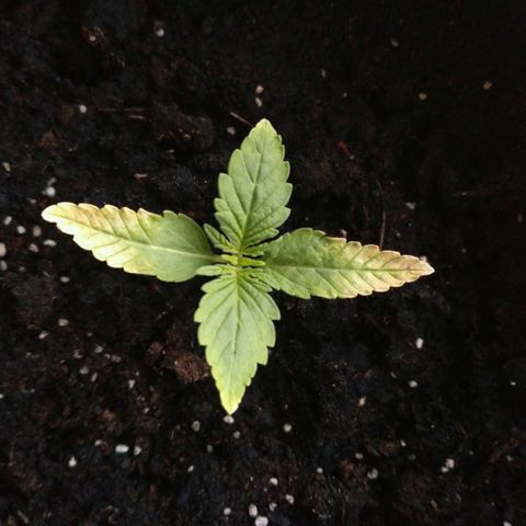 AK 47 Auto growlog timeline photo