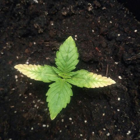 AK 47 Auto growlog timeline photo